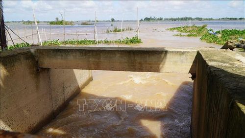Sau khi mở nắp cống, nước từ ngoài kênh tràn vào cánh đồng ở xã Thường Phước, tỉnh Đồng Tháp.