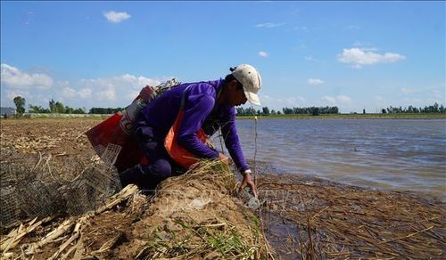 Nước lũ vừa vào đồng ruộng, người dân đặt bẫy bắt chuột đồng.