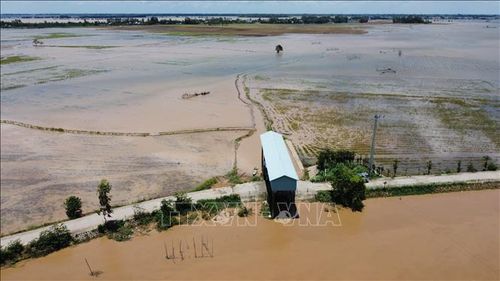 Sau khi mở nắp cống đón lũ, cánh đồng ở xã Thường Phước, tỉnh Đồng Tháp dần ngập nước.