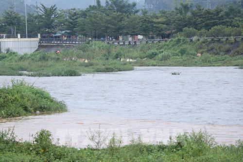 Nước sông Cầu dâng cao do mưa lớn kéo dài nhiều ngày. Ảnh: Vũ Hoàng Giang - TTXVN