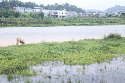 Nước sông Cầu dâng cao do mưa lớn nhiều ngày qua. Ảnh: Vũ Hoàng Giang - TTXVN