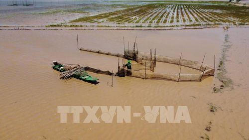 Nước tràn lên đồng ruộng, người dân bắt đầu đặt dớn để bắt thủy sản. Ảnh: Nhựt An - TTXVN