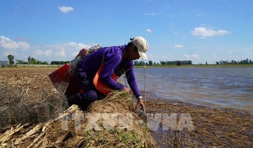Nước lũ vừa vào đồng ruộng, người dân đặt bẫy bắt chuột đồng. Ảnh: Nhựt An - TTXVN