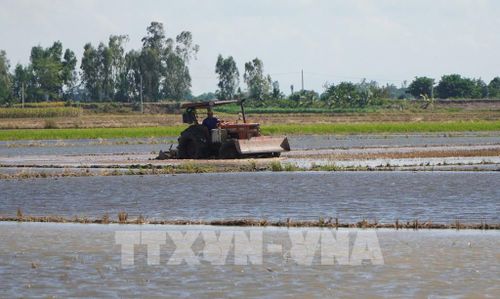 Người dân tranh thủ làm đất trước khi mực nước lũ trên đồng dâng cao. Ảnh: Nhựt An - TTXVN