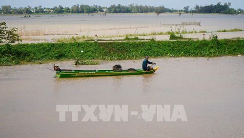 Nước lũ vào đồng ruộng cũng là lúc người dân bắt đầu mưu sinh với nghề đánh bắt thủy sản. Ảnh: Nhựt An - TTXVN