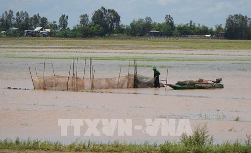 Người dân đặt dớn bắt thủy sản trên đồng ruộng. Ảnh: Nhựt An - TTXVN