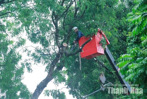 Dù trời liên tục mưa, trên các tuyến đường phố của phường Hạc Thành, từng tốp công nhân miệt mài cắt tỉa cành cây, tạo cảnh quan sạch, đẹp và đảm bảo an toàn cho người dân khi tham gia giao thông.
