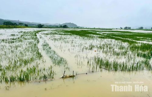 Tại xã Kim Tân, đến 17 giờ chiều 24/8, toàn xã có 21 ha lúa, 22 ha mía, 30 ha hoa màu và 12 ha nuôi trồng thủy sản bị ngập.
