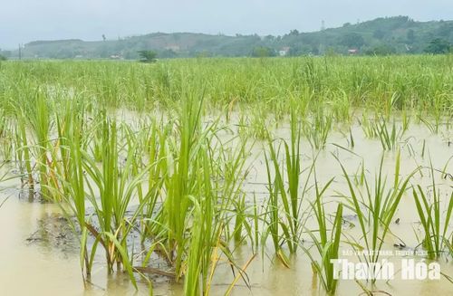 Nhiều diện tích lúa và mía ven sông Bưởi của các xã Vân Du, Kim Tân bị ngập lụt.