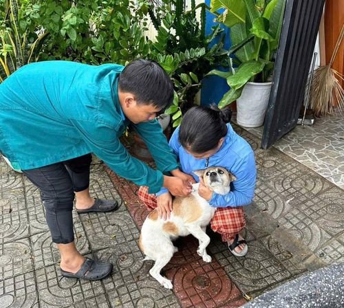 Phòng ngừa bệnh dại, nhiều địa phương đã triển khai tiêm vắc xin cho chó mèo. Ảnh: LÊ QUÂN