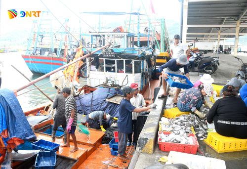 Ngành chức năng đặt nhiều mục tiêu, chỉ tiêu bảo vệ môi trường ở Âu thuyền và cảng cá Thọ Quang. Ảnh: QUANG VIỆT