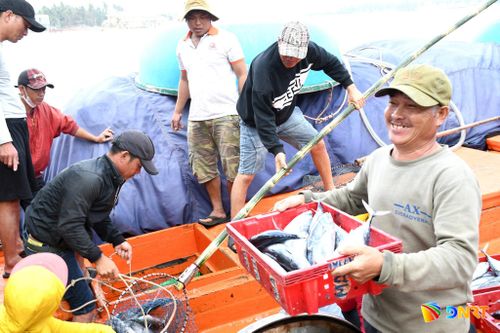 Ngư dân chuyển hải sản từ tàu lên cảng cá Tam Quang. Ảnh: QUANG VIỆT