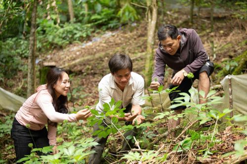 Sâm Ngọc Linh được người dân và doanh nghiệp trồng dưới tán rừng tại xã Trà Linh. Ảnh: TRUNG LÊ