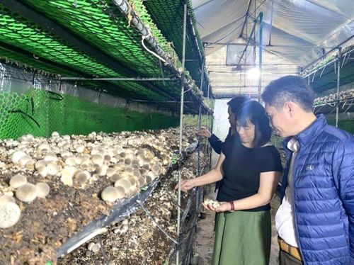 Mô hình trồng nấm hữu cơ ở xã Bà Nà. Ảnh: HOÀNG LIÊN