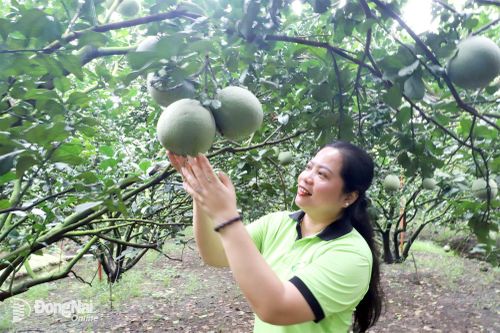 Vườn bưởi da xanh tại phường Tân Triều đạt tiêu chuẩn xuất khẩu vào Trung Quốc.