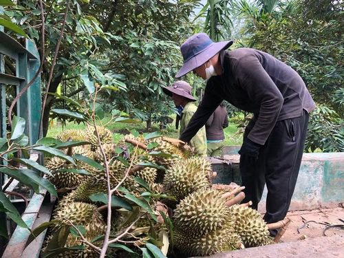 Sầu riêng được thu hoạch, phân loại trước khi đưa ra thị trường. Ảnh: L.N