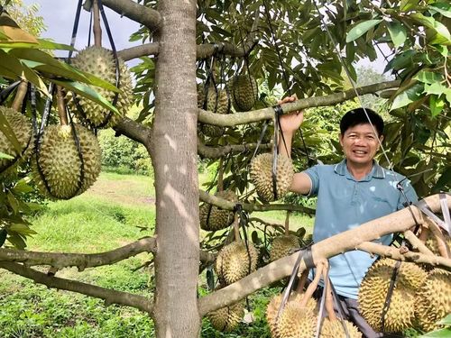 Ông Nguyễn Hữu Hùng (thôn 3, xã Ia Phí) bên vườn sầu riêng đang cho thu hoạch. Ảnh L.N