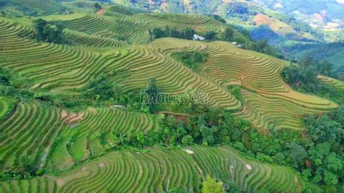 Ruộng bậc thang thôn Trát uốn lượn trên các sườn núi đẹp như tranh vẽ.