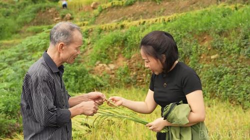 Cán bộ xã xuống tận nơi tư vấn, hỗ trợ người dân trồng, chăm sóc và thu hoạch lúa 2 vụ.