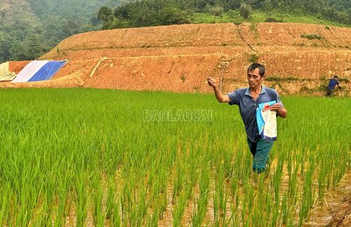 Đảng viên Phàn Phủ Kiêm là người tiên phong trồng lúa 2 vụ trên ruộng bậc thang ở thôn Trát.