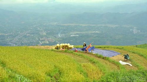 Những mùa vàng đem về no ấm cho người dân thôn Trát.