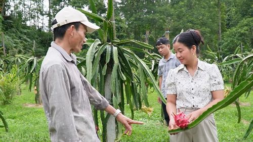 Diện tích thanh long của nhà anh Nghị cho thu hoạch đều, mỗi năm bán ra thị trường hàng tấn quả.