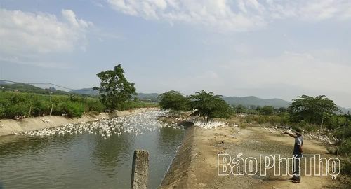 Đàn vịt 1 vạn con và khoảng 3 mẫu ao mang lại cho gia đình anh Tiến nguồn thu nhập ổn định cả tỷ đồng mỗi năm.