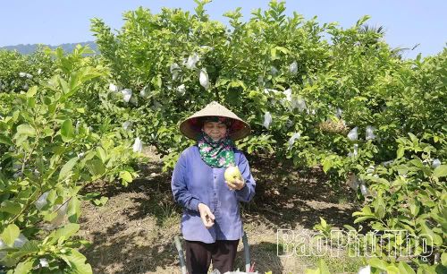 Ổi trồng trên đồng đất thôn 23 Hoàng Xá có mẫu mã đẹp, chất lượng cao, được thị trường ưa chuộng.