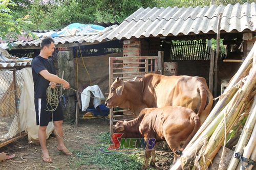 Chăn nuôi nông hộ chiếm trên 90% tại xã Chiềng Mai.