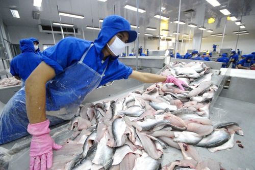 Phụ phẩm cá tra đang dần trở thành nguồn nguyên liệu giá trị cho nhiều ngành công nghiệp thực phẩm, dược phẩm và chăn nuôi. Ảnh: Công Hân