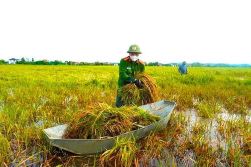 Cán bộ, chiến sĩ Công an xã Xuân Lộc xuống đồng giúp dân gặt lúa bị ngã đổ