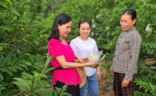 Ứng dụng khoa học công nghệ trong sản xuất giúp các HTX ở Tây Ninh nâng chất lượng nông sản, đồng thời hình thành nền tảng để bảo vệ và khai thác quyền sở hữu trí tuệ.