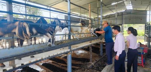 Tín dụng chính sách không chỉ là nguồn vốn dành cho những người còn khó khăn mà còn góp phần tạo việc làm, duy trì sinh kế bền vững ở Khánh Hòa.