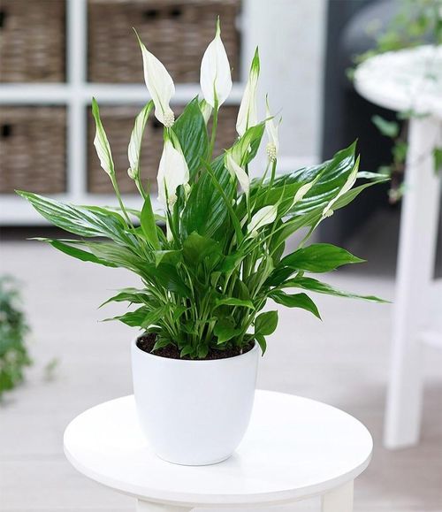Cây lan ý phát triển tốt trong môi trường ẩm. (Ảnh: Cây xanh Hưng Lộc)