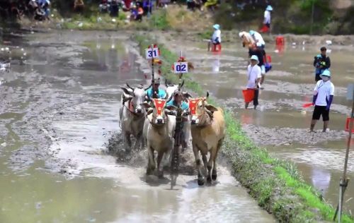 Hội đua năm nay dự kiến có sự tham gia của 32 đôi bò đến từ các địa phương trong khu vực