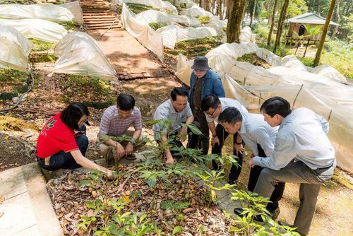 Vùng trồng dược liệu dưới tán rừng mở ra hướng phát triển kinh tế gắn với bảo vệ hệ sinh thái. Ảnh Minh Thu