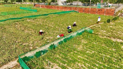 Cánh đồng tỏi ở đặc khu Lý Sơn