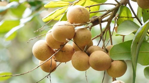  Năm 2014, thanh nhãn chính thức được Cục Sở hữu trí tuệ﻿ cấp giấy chứng nhận bảo hộ thương hiệu độc quyền. So với nhiều giống nhãn đang được trồng phổ biến tại Đồng bằng sông Cửu Long (ĐBSCL), thanh nhãn sở hữu nhiều ưu điểm vượt trội như trái to hơn, nặng hơn, cơm dày và rất ít nước. 