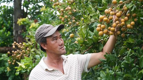 Do lượng cung luôn thiếu hụt so với cầu nên đầu ra chủ yếu phục vụ khách quen đặt trước chứ không có hàng để bán đại trà ngoài chợ. Dù rơi vào tình trạng cháy hàng liên tục nhưng các hộ dân trồng thanh nhãn tại Hiệp Thành quyết không lạm dụng phân bón hay thuốc hóa học để kích thích tăng năng suất.