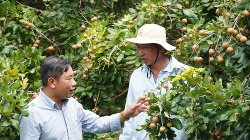 Ông Lê Tiến Dũng - Trưởng phòng Kinh tế, Hạ tầng và Đô thị phường Hiệp Thành - cho biết, trên địa bàn phường hiện có hơn 80ha trồng thanh nhãn. Địa phương sẽ phối hợp với các sở, ngành của tỉnh tiến hành lập hồ sơ xây dựng chỉ dẫn địa lý cho thanh nhãn Cà Mau.