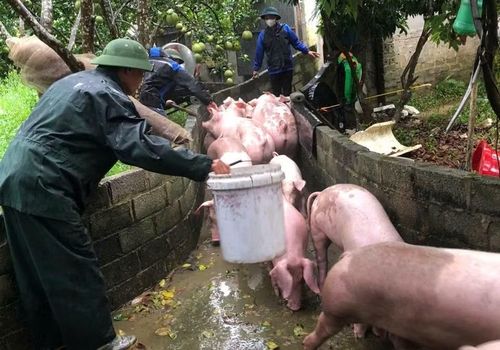 Đoàn viên tỉnh Bắc Ninh hỗ trợ người dân di chuyển vật nuôi.