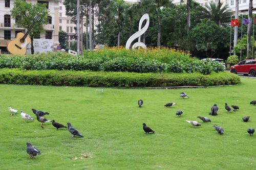 Khu hoa viên với thềm hoa và bãi cỏ xanh mướt phía sau Nhà hát Thành phố (phường Sài Gòn) cũng thu hút nhiều chú chim bồ câu﻿ đến sinh hoạt, kiếm ăn. 