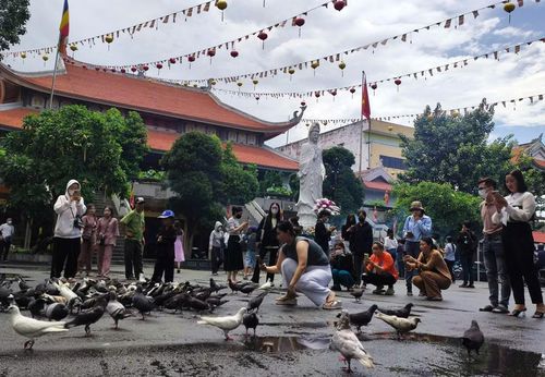 Chùa Vĩnh Nghiêm (phường Xuân Hòa) cũng là nơi có đàn chim bồ câu lên đến hàng trăm con. Người dân khi đi lễ chùa có dịp vui chơi và cho chim ăn. Ảnh tư liệu.