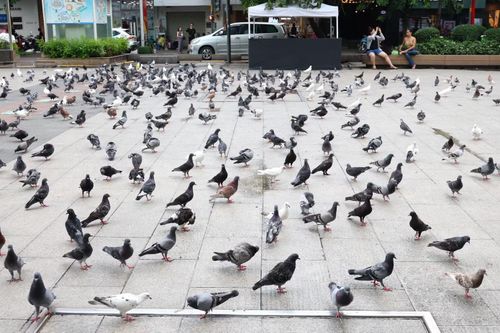 Những ngày qua, đàn bồ câu lên ước tính gần cả ngàn con trên Phố đi bộ Nguyễn Huệ, trở thành tâm điểm chú ý của đông đảo người dân, du khách khi đến đây.
