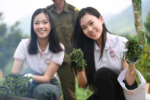 Tại khu vực chế biến, 53 thí sinh được tìm hiểu và trực tiếp tham gia công đoạn sao chè cùng bà con. Từ những búp chè vừa được hái trên đồi đến thành phẩm, họ có thêm cơ hội hình dung rõ hơn về các công đoạn tỉ mỉ.