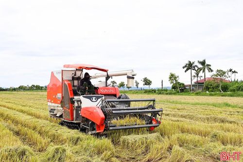 Đến ngày 24/8/2026, Hà Tĩnh đã thu hoạch đạt 26,34% diện tích lúa hè thu.
