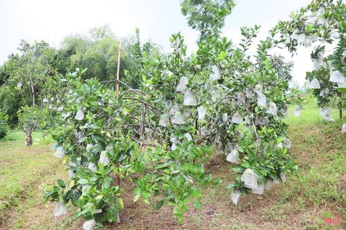 Những gốc cam trĩu quả được gia đình chị Nga chăm sóc cẩn thận.