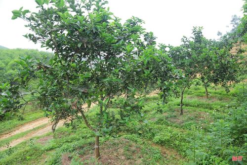 Việc sản xuất theo hướng hữu cơ giúp cây cam phát triển ổn định.
