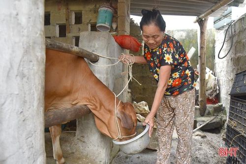 Bà Hồ Thị Tam ở thôn Ích Hậu phấn khởi được nhận hỗ trợ con bê nái.