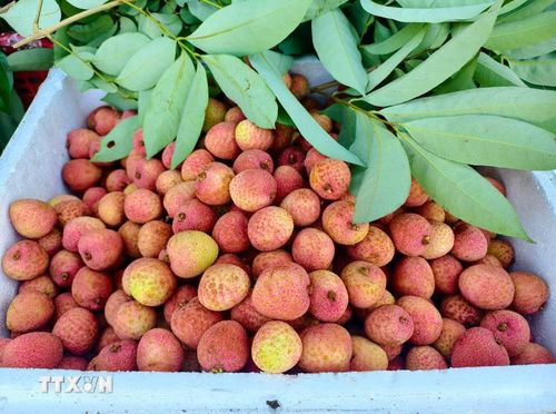 Vải thiều Bắc Ninh. (Ảnh: Thanh Thương/TTXVN)